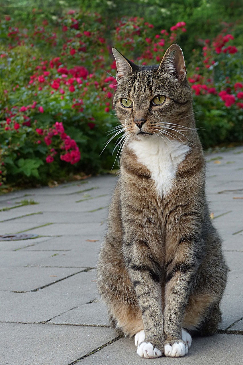 新手养猫必备好物 - 新手养猫必备好物？新手必看的详细指南