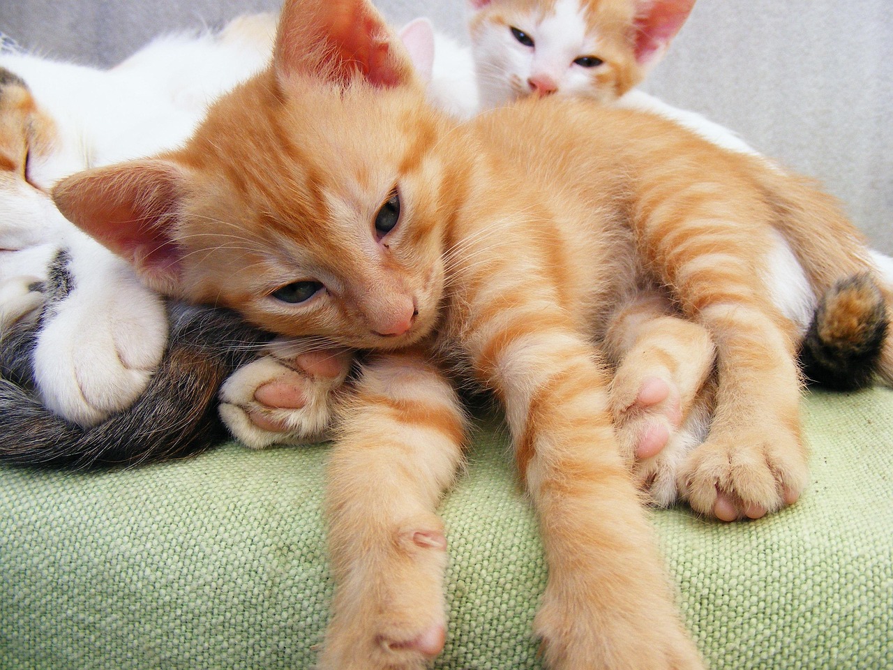 � - 矮脚猫饲养禁忌？一文讲透所有注意事项