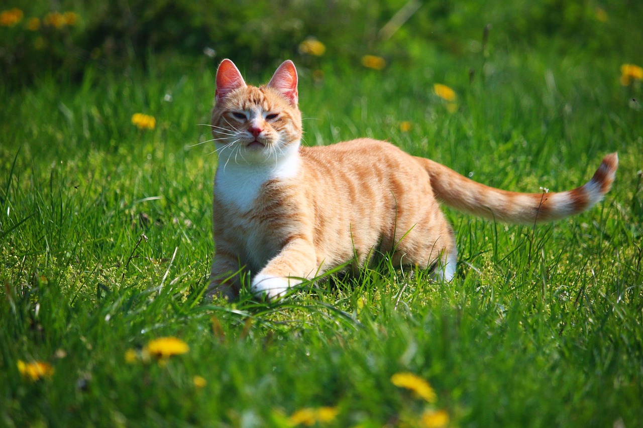 猫咪受� - 猫咪受伤怎么简单处理？铲屎官都在看的实用攻略
