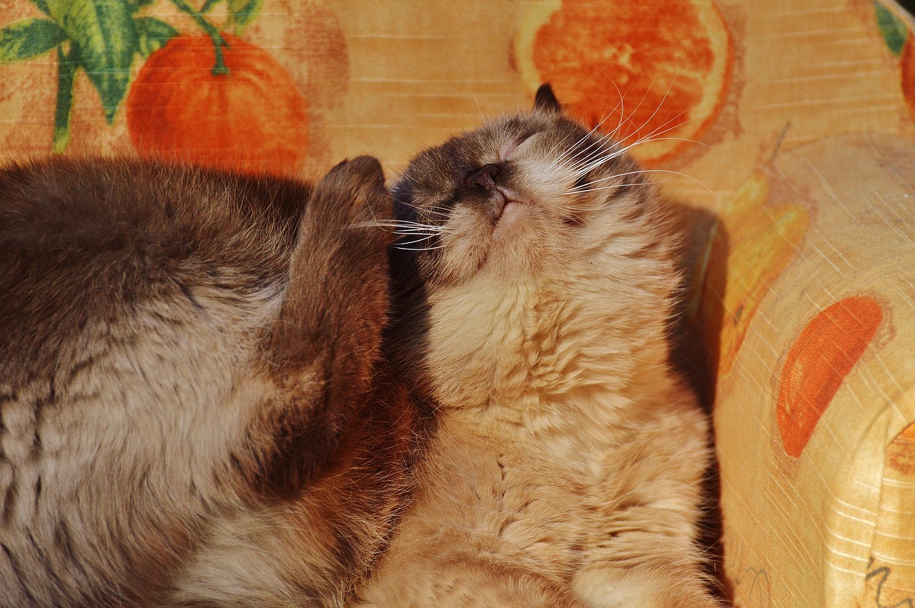 猫咪受� - 猫咪受伤怎么简单处理？新手必看的详细指南