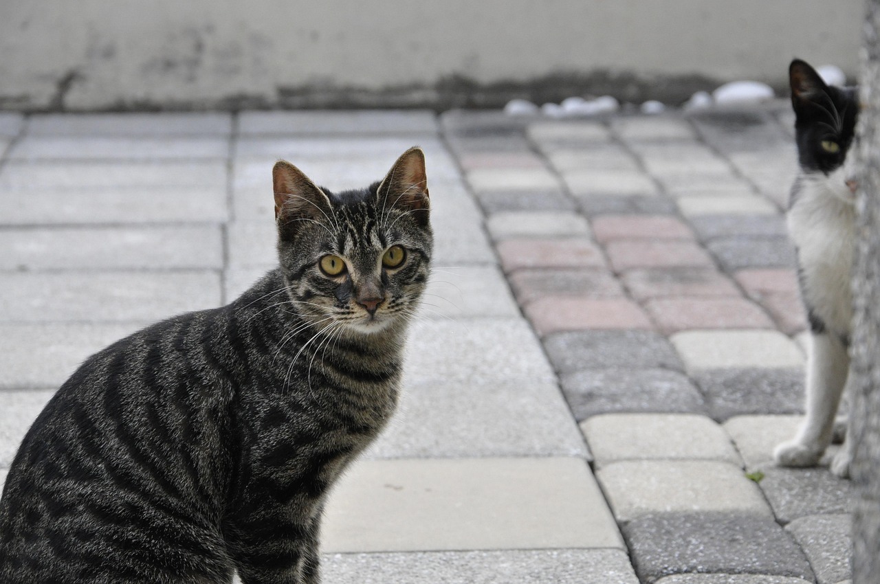 蓝猫为什么容易发胖 - 蓝猫为什么容易发胖？新手必看的详细指南