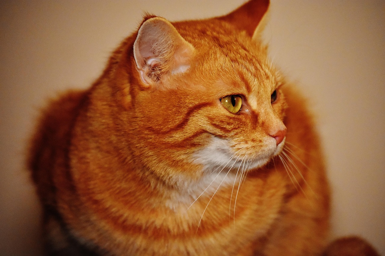 猫咪应激反应怎么� - 猫咪应激反应怎么缓解？2025最新方法分享