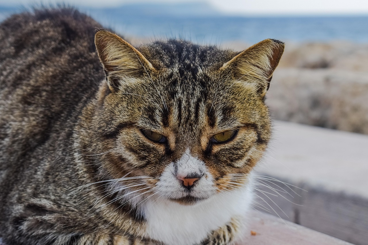 猫咪便秘怎么快� - 猫咪便秘怎么快速解决？学会这些再也不愁