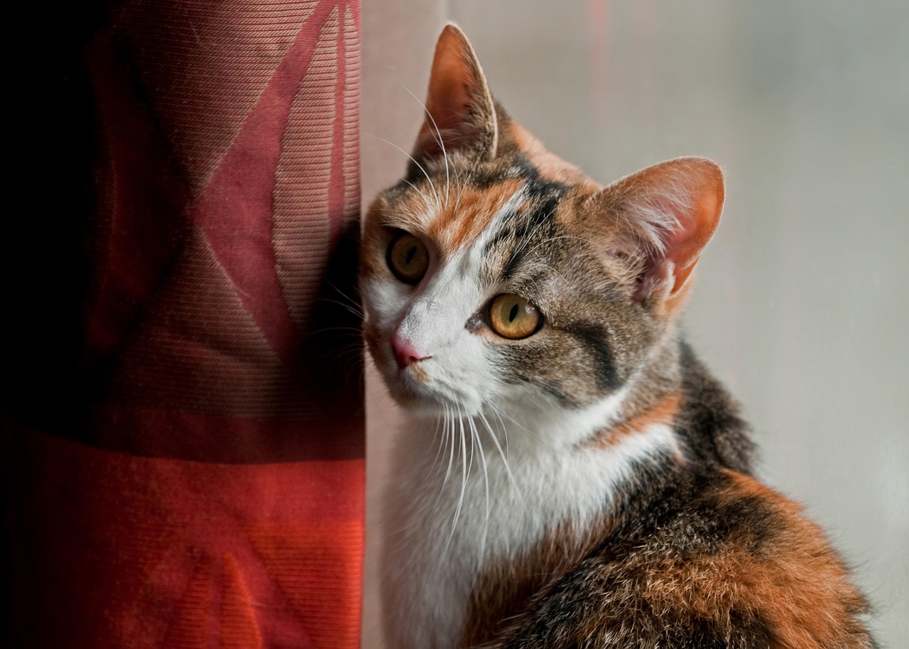 � - 租房养猫注意事项？2025最新方法分享
