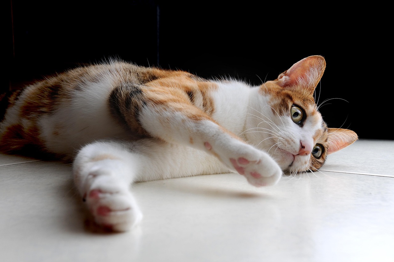 猫咪半夜跑酷怎么解决 - 猫咪半夜跑酷怎么解决？铲屎官都在看的实用攻略