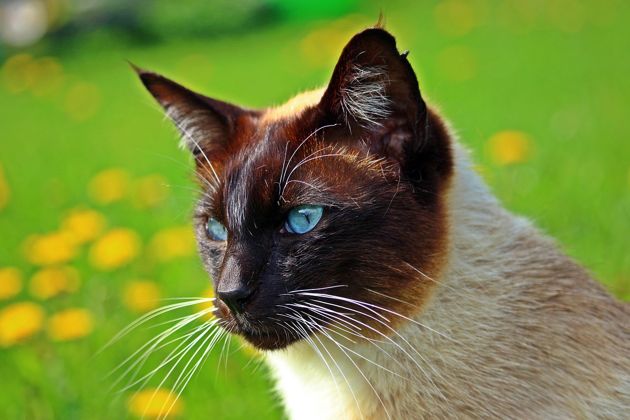 猫咪喜欢咬主人手 - 猫咪喜欢咬主人手？铲屎官都在看的实用攻略