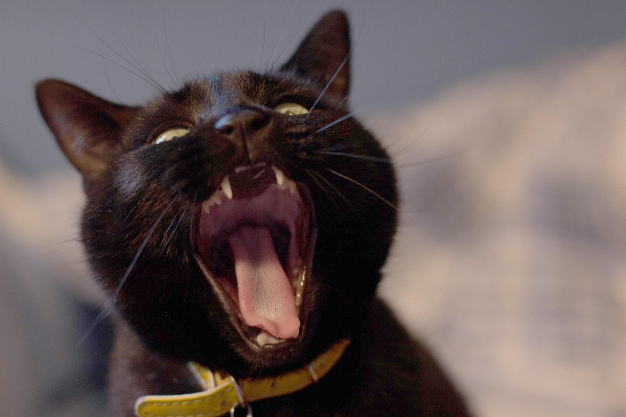 猫咪突然黏人怎么回事 - 猫咪突然黏人怎么回事？铲屎官都在看的实用攻略