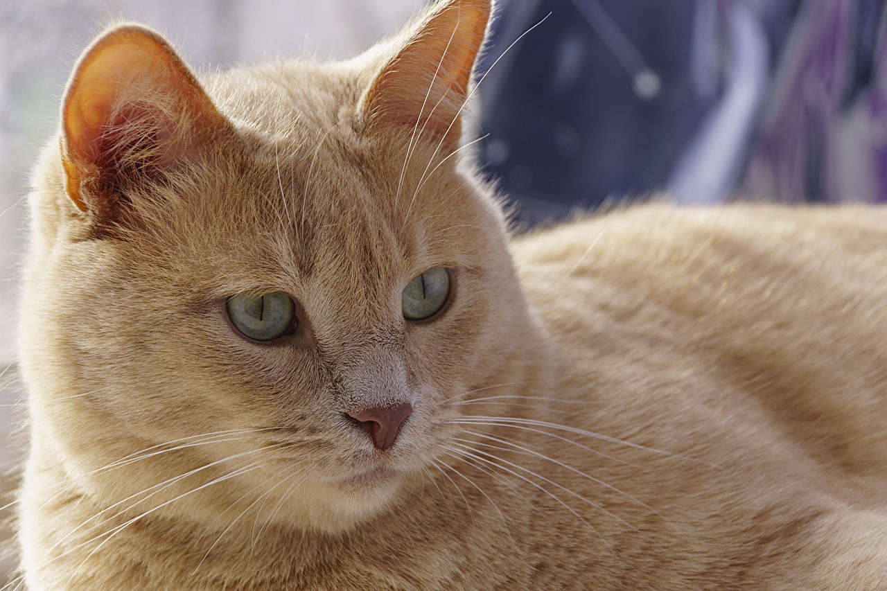 猫咪便秘怎么快� - 猫咪便秘怎么快速解决？新手必看的详细指南