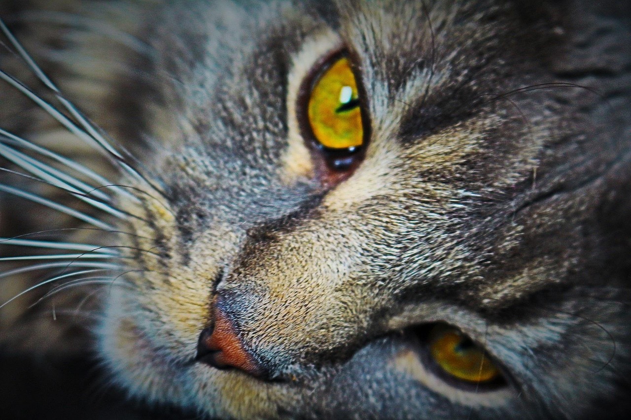 猫咪身上有皮屑是什么� - 猫咪身上有皮屑是什么原因？一文讲透所有注意事项