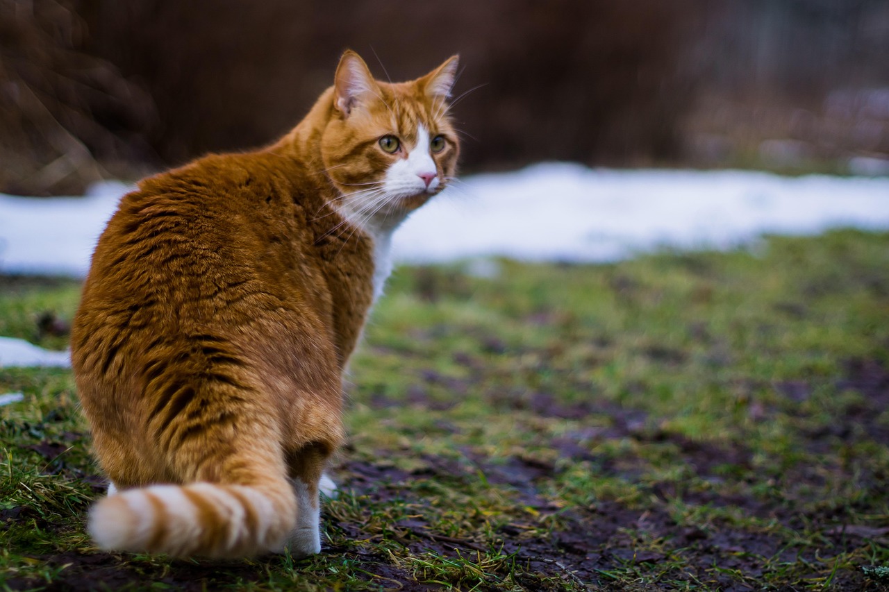 猫咪需要经常晒太阳吗 - 猫咪需要经常晒太阳吗？正确方法看这里就够了