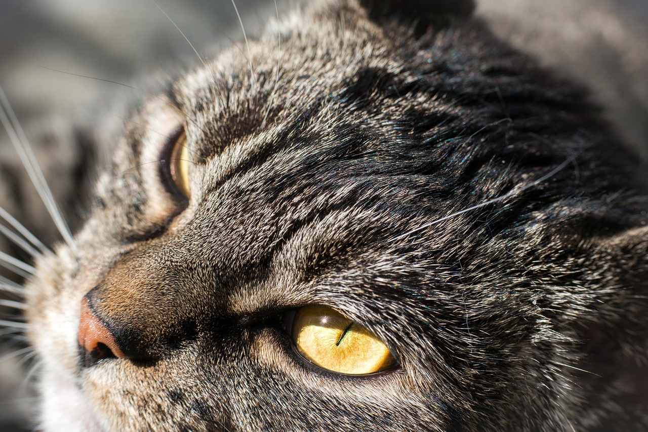 猫咪便秘怎么快 - 猫咪便秘怎么快速解决?2025最新方法分享