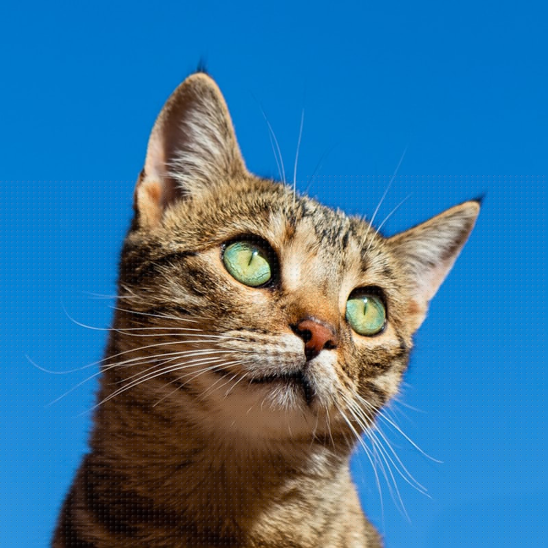 低成本养猫省钱技巧 - 低成本养猫省钱技巧?学会这些再也不愁
