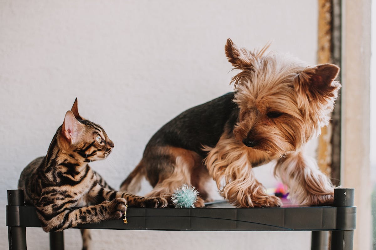 猫咪晚上饿了要不要喂 - 猫咪晚上饿了要不要喂？一文讲透所有注意事项