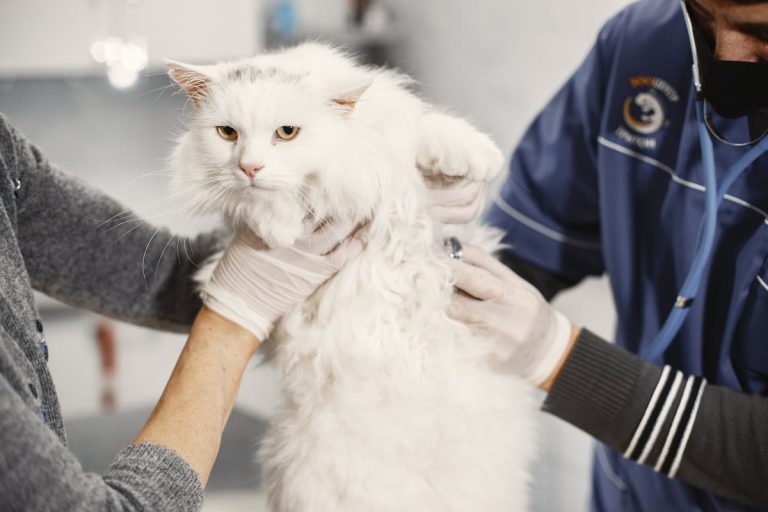 兽医正在给白色猫咪做检查