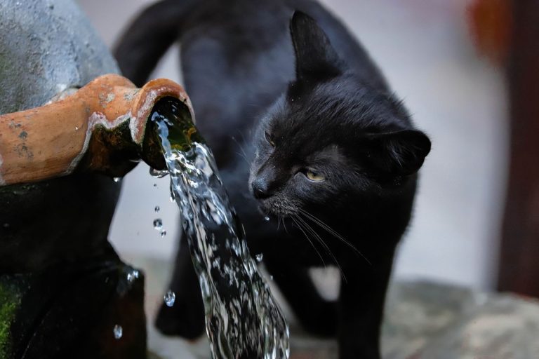 黑色猫咪在石喷泉旁喝水