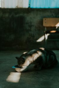 一只可爱的猫咪正在吃猫粮