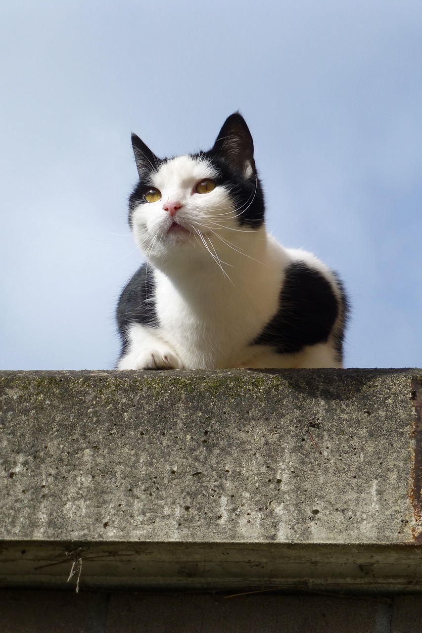 猫咪晚上饿了要不要喂 - 猫咪晚上饿了要不要喂？2025最新方法分享