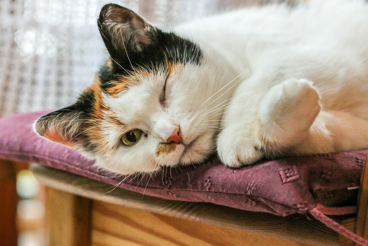 猫咪流� - 猫咪流眼泪怎么处理？学会这些再也不愁