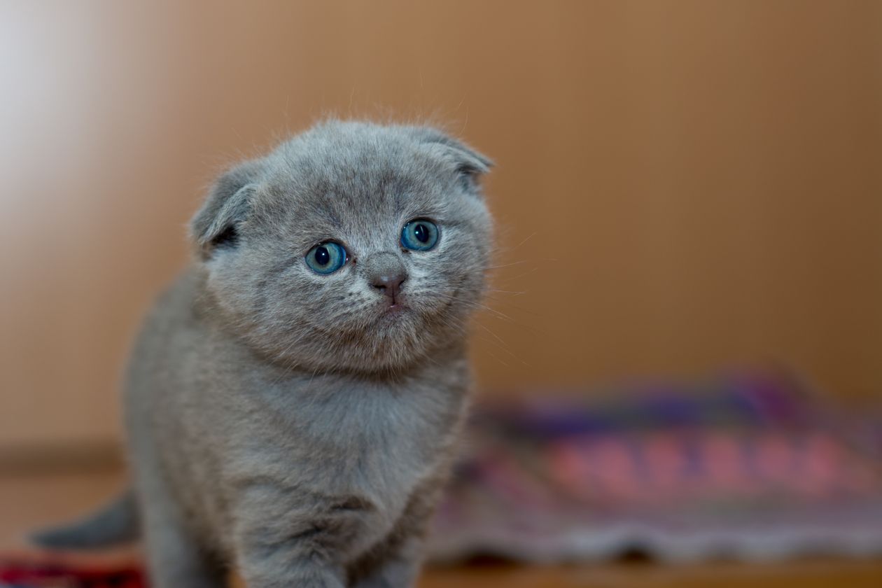 养猫最容易踩的十个坑 - 养猫最容易踩的十个坑？2025最新方法分享