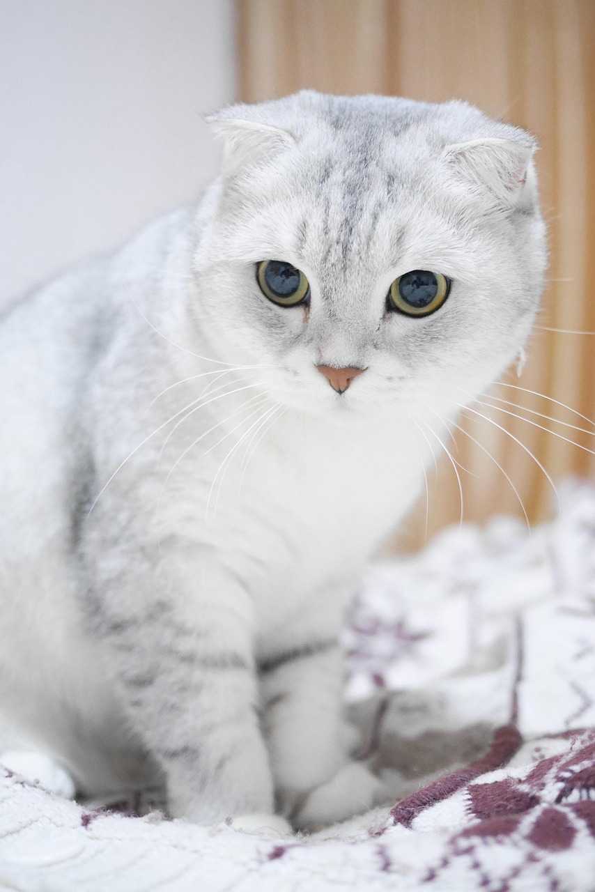 猫抓板怎么选耐用 - 猫抓板怎么选耐用？铲屎官都在看的实用攻略